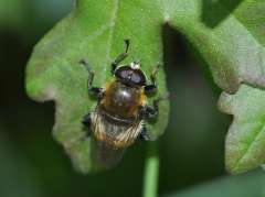 Merodon equestris